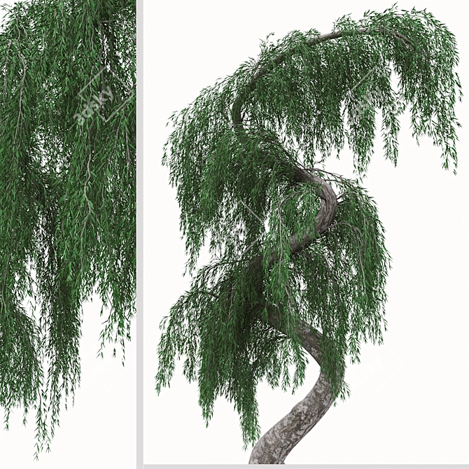 Graceful Weeping Larix Tree Set 3D model image 5