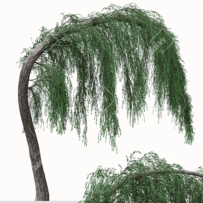 Graceful Weeping Larix Tree Set 3D model image 6