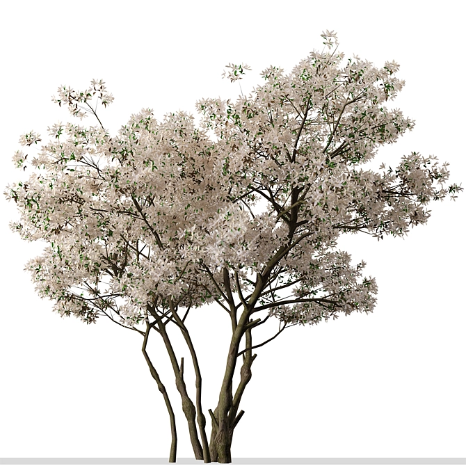 Blooming Serviceberry Trees (2 Trees) 3D model image 2