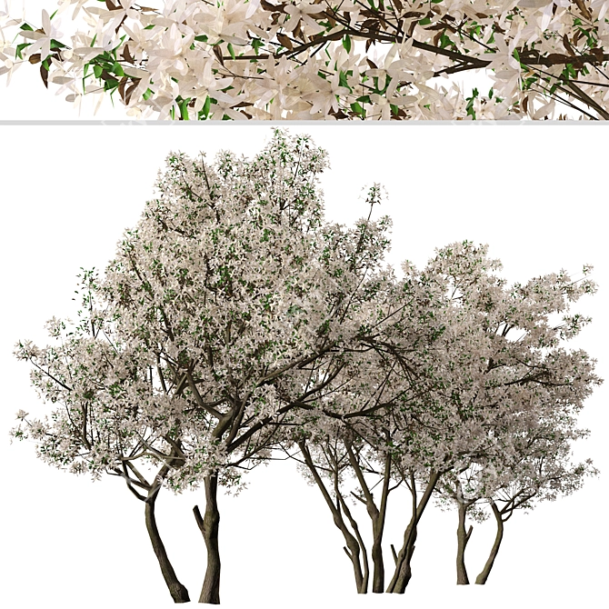 Blooming Serviceberry Trees (2 Trees) 3D model image 3