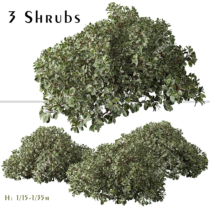 Vibrant Siberian Dogwood Shrub Set 3D model image 1