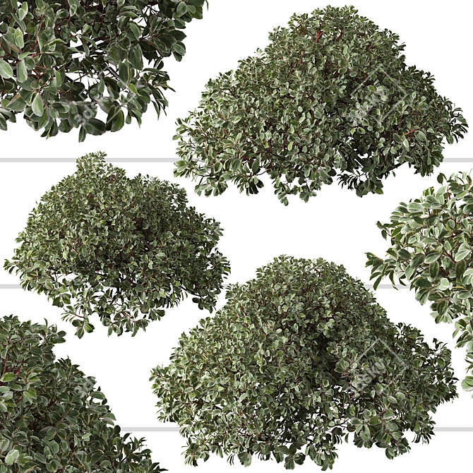 Vibrant Siberian Dogwood Shrub Set 3D model image 3