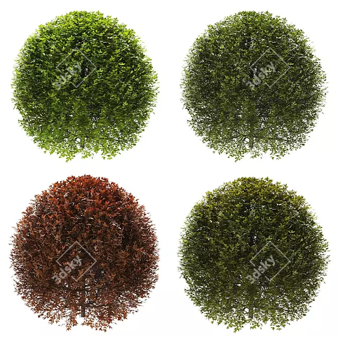 Premium Plant Collection 3D model image 1