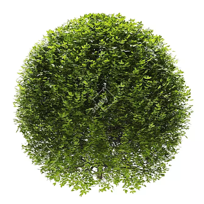 Premium Plant Collection 3D model image 3