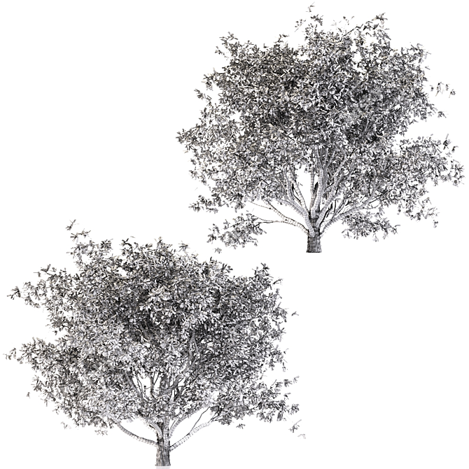 Mediterranean Olive Trees Set 3D model image 3