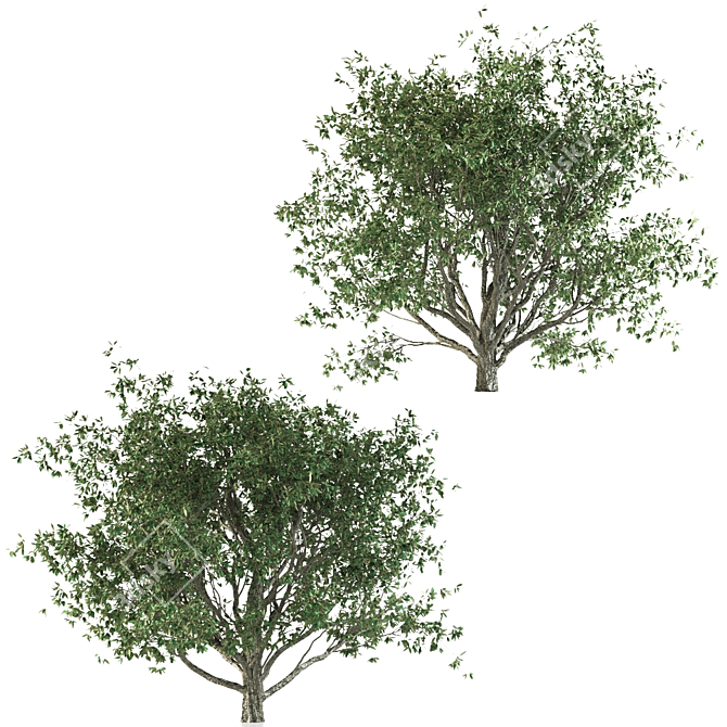 Mediterranean Olive Trees Set 3D model image 4