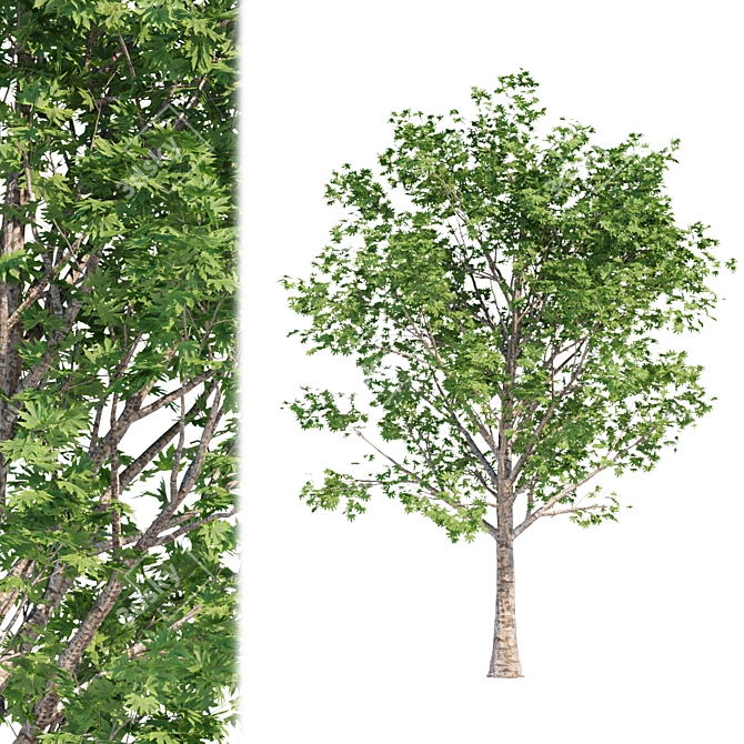 Silver Maple Trees Collection - Vol. 34: Stunning PBR Models 3D model image 2