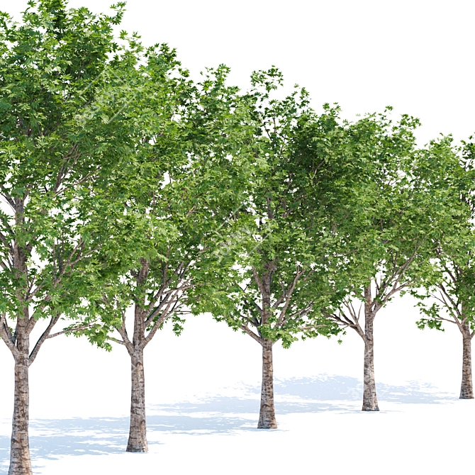 Silver Maple Trees Collection - Vol. 34: Stunning PBR Models 3D model image 3