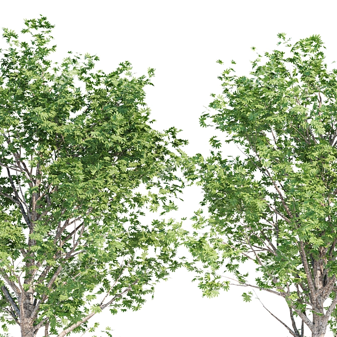 Silver Maple Trees Collection - Vol. 34: Stunning PBR Models 3D model image 5