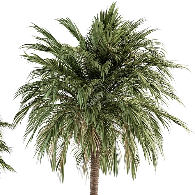 Tropical Duo Palm Tree Set 3D model image 2