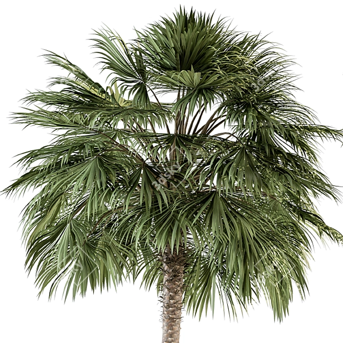 Tropical Duo Palm Tree Set 3D model image 3