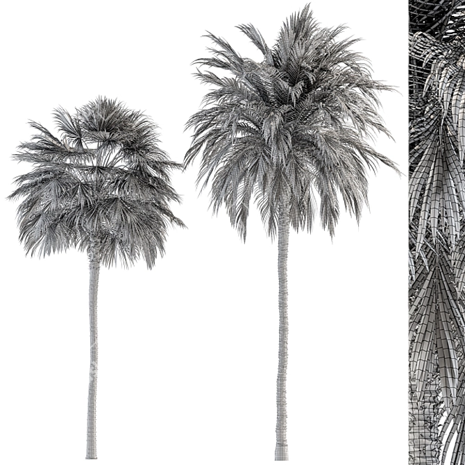 Tropical Duo Palm Tree Set 3D model image 4