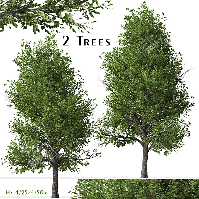 Pair of Lovely Callery Pear Trees 3D model image 1