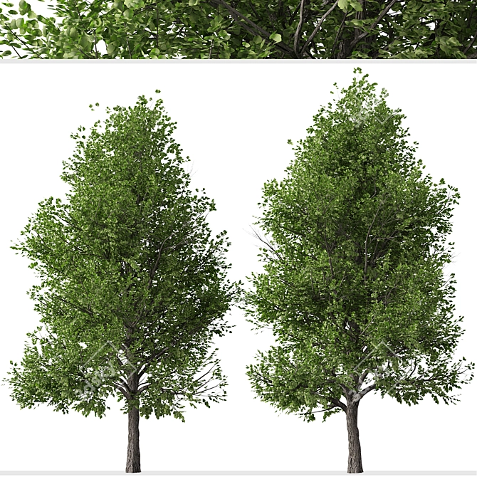 Pair of Lovely Callery Pear Trees 3D model image 3