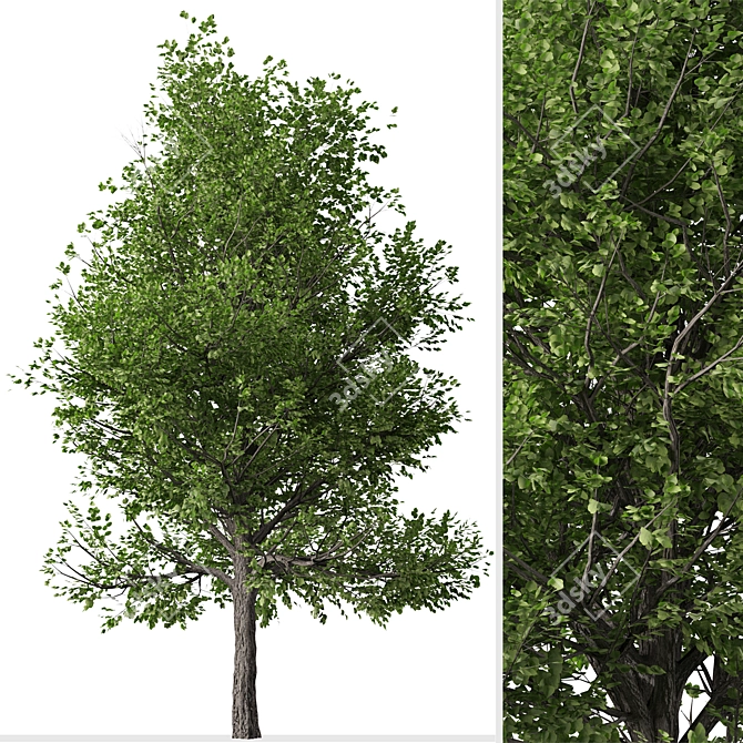 Pair of Lovely Callery Pear Trees 3D model image 5