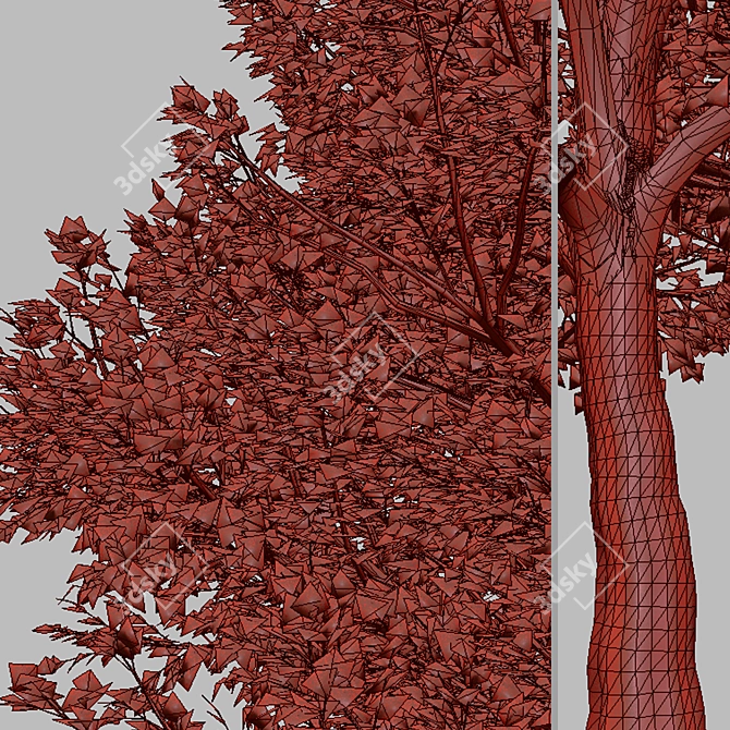 Pair of Lovely Callery Pear Trees 3D model image 6