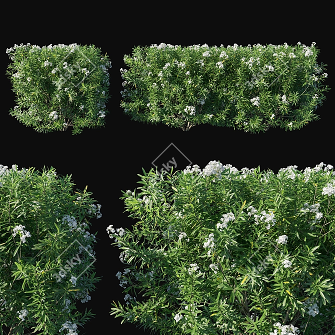 Nerium Oleander Tree: Lifelike Beauty for Your Space 3D model image 1