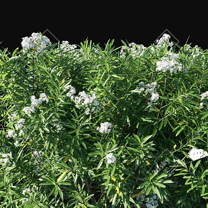 Nerium Oleander Tree: Lifelike Beauty for Your Space 3D model image 2