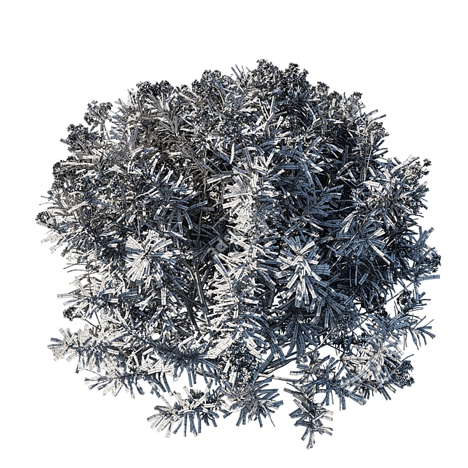 Elegant Nerium Oleander Collection 3D model image 3