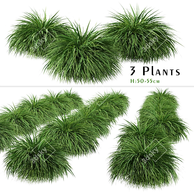 Exquisite Hakonechloa Trio: Japanese Forest Grass Set 3D model image 1