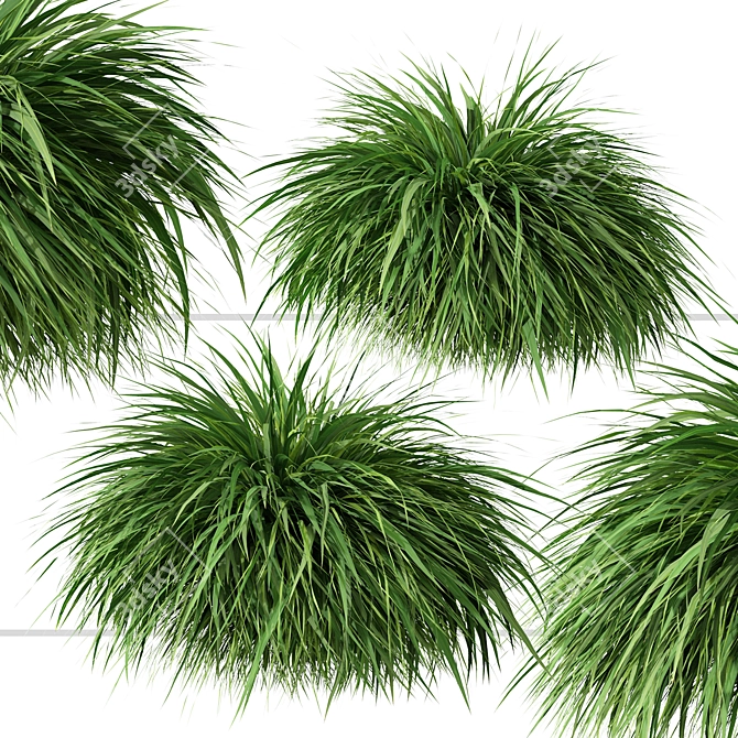 Exquisite Hakonechloa Trio: Japanese Forest Grass Set 3D model image 2