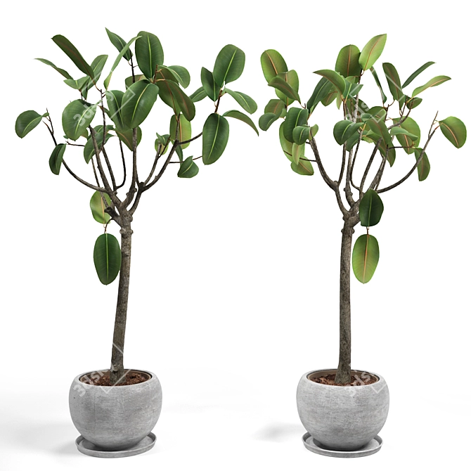 Elastic Ficus Set 3D model image 1