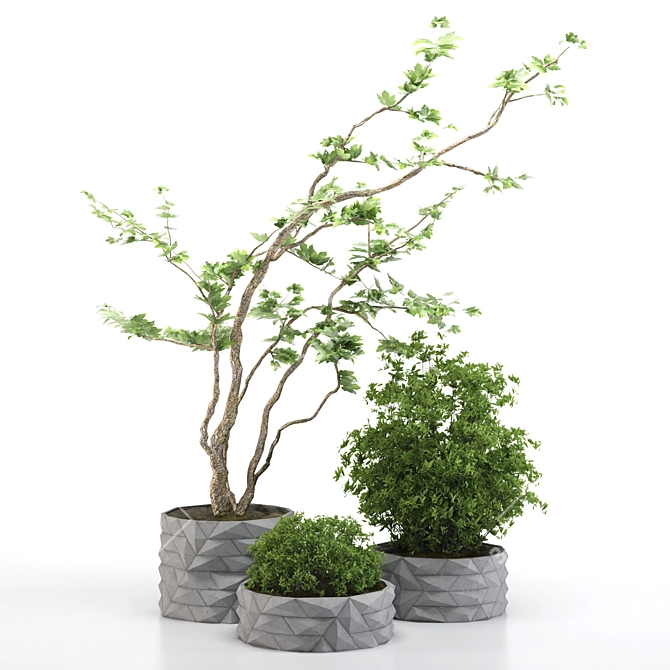 Versatile Outdoor Plant for Modern Spaces 3D model image 1