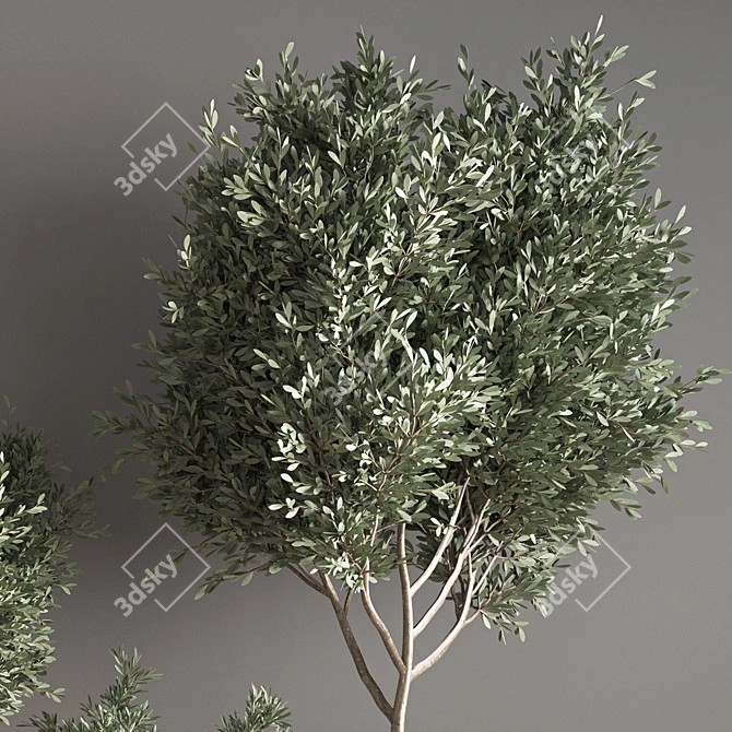 Green Haven: Indoor Plant Set 3D model image 4