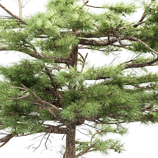 Dual Huangshan Pine Trees 3D model image 2