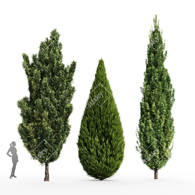 Mediterranean Cypress Collection - 3 Tall Models 3D model image 1