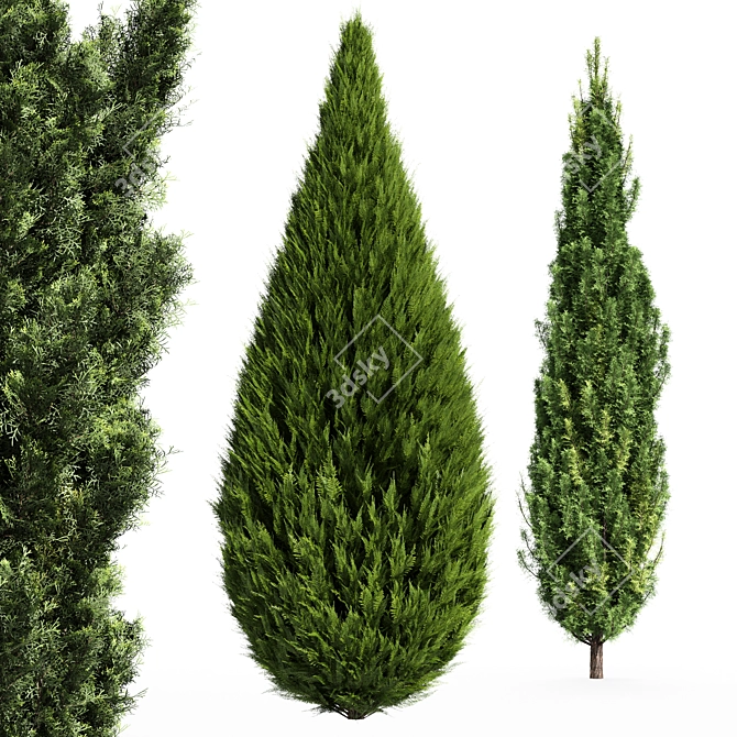 Mediterranean Cypress Collection - 3 Tall Models 3D model image 2