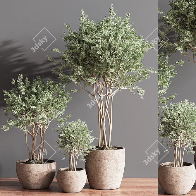 Elegant Indoor Plant Set 3D model image 4