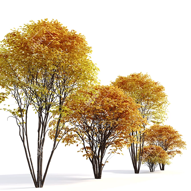 Cornelian Cherry Dogwood: 3 Tree Set 3D model image 2