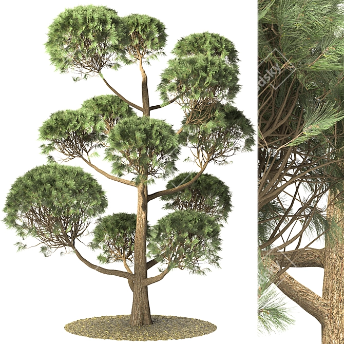 Elegant Pinus Parviflora Tree 3D model image 1