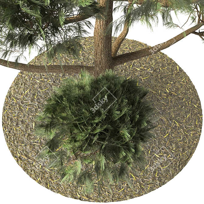 Elegant Pinus Parviflora Tree 3D model image 2