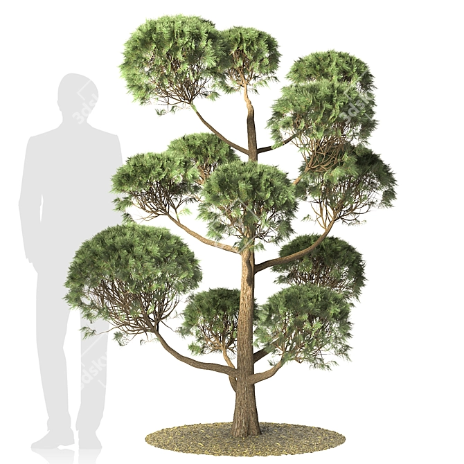 Elegant Pinus Parviflora Tree 3D model image 3