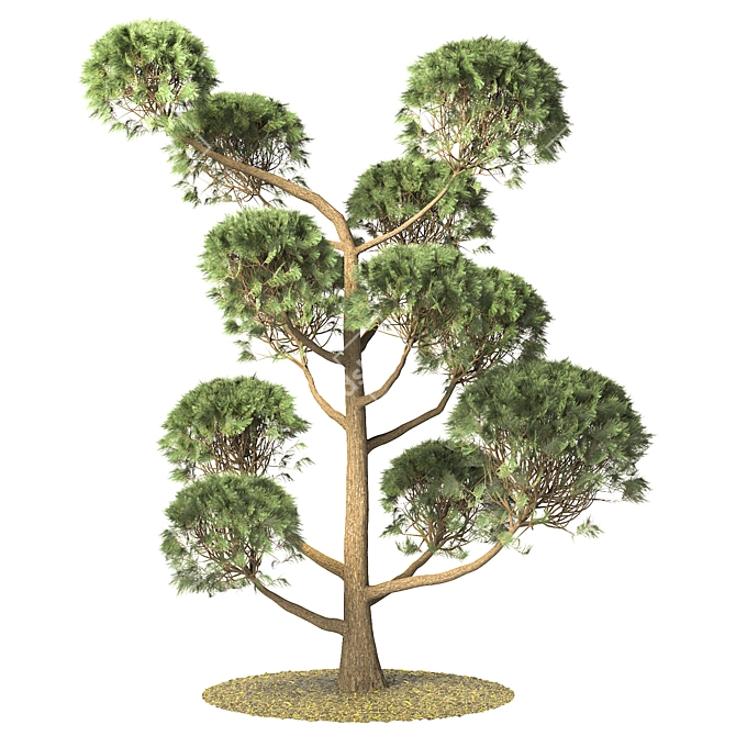 Elegant Pinus Parviflora Tree 3D model image 6