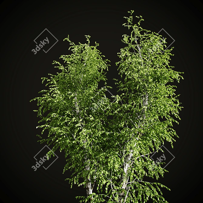 Elegant Birch Tree Mural 3D model image 8
