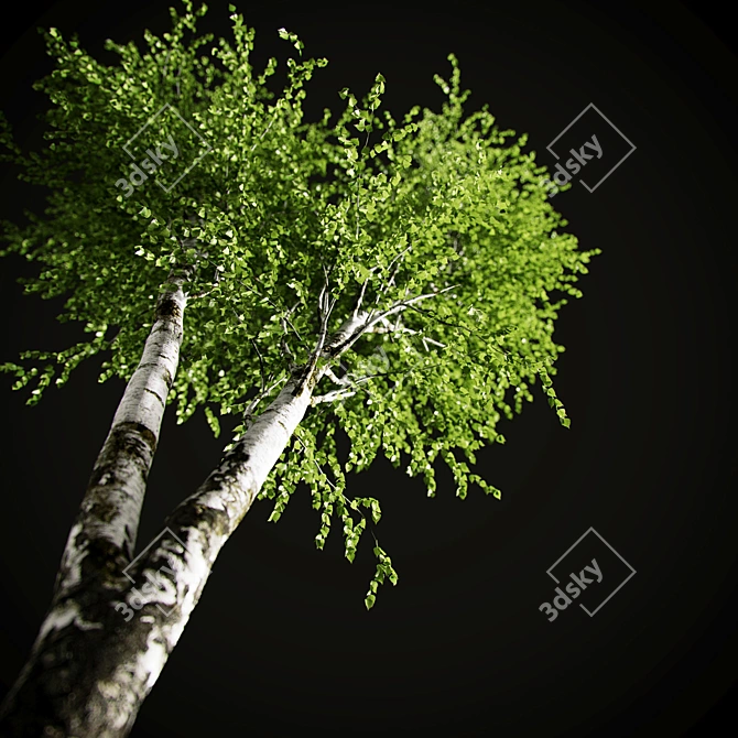 Elegant Birch Tree Mural 3D model image 14