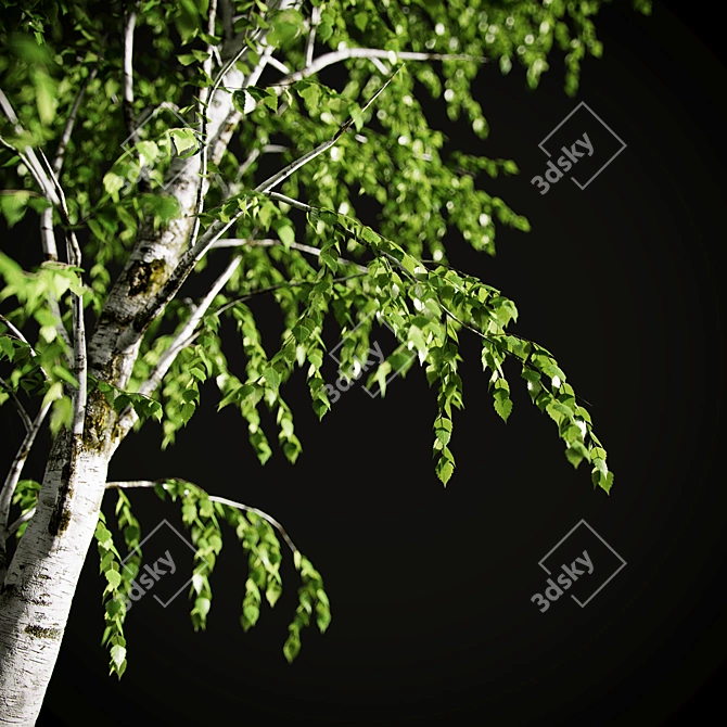 Elegant Birch Tree Mural 3D model image 19