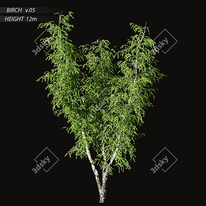 Birch v. 05 (12m) - Mesh, Textured, UV Mapped 3D model image 1