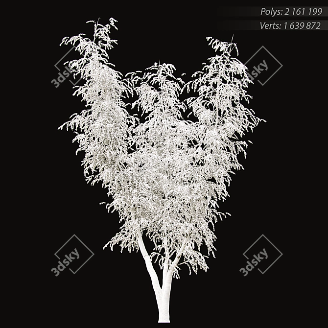 Birch v. 05 (12m) - Mesh, Textured, UV Mapped 3D model image 2