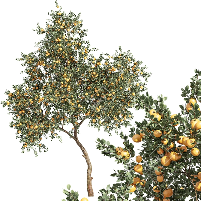 Tropical Fruit Tree Collection 3D model image 3