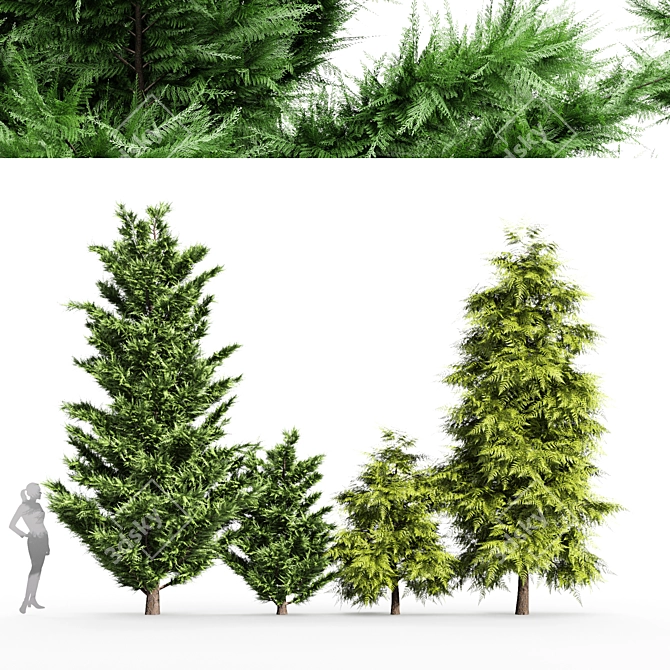 Elegant Leyland & Hinoki Cypress Trees 3D model image 1