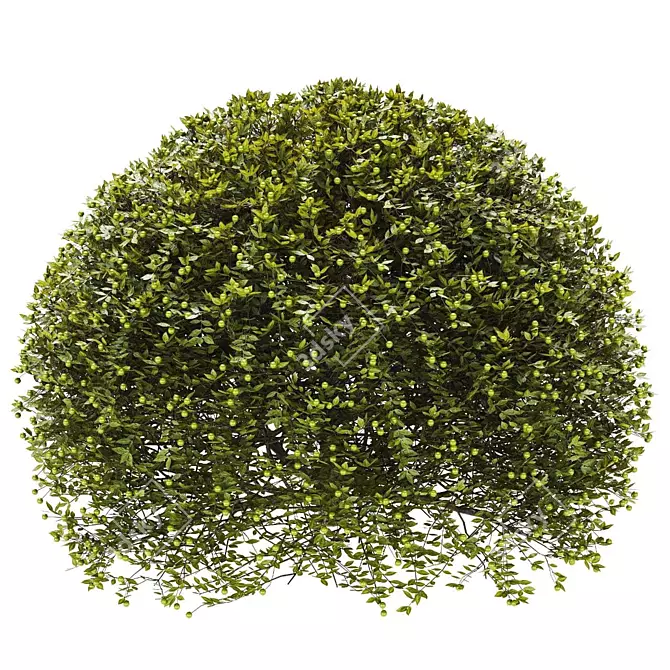 Premium Plant Collection: Exquisite and Optimal 3D model image 2