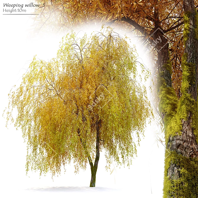 Willow Weeping Tree, Height 10m 3D model image 1