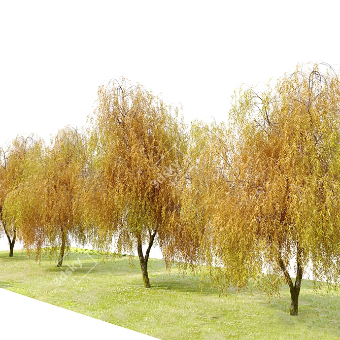 Willow Weeping Tree, Height 10m 3D model image 2