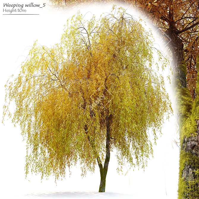 Willow Weeping Tree, Height 10m 3D model image 6