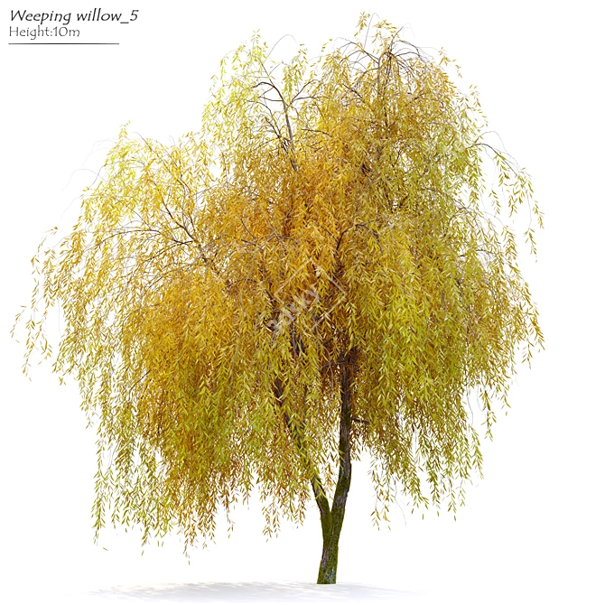 Willow Weeping Tree, Height 10m 3D model image 7