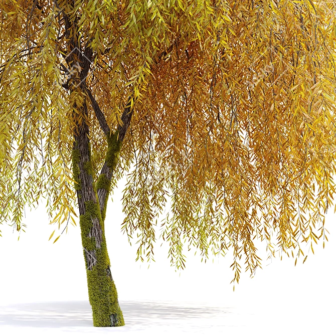 Willow Weeping Tree, Height 10m 3D model image 11